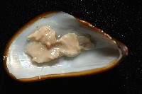 深海殼菜蛤的一種藏品圖，第4張