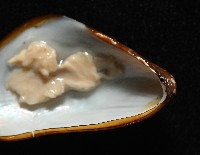 深海殼菜蛤的一種藏品圖，第5張