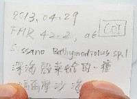 深海殼菜蛤的一種藏品圖，第6張
