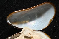 平端深海殼菜蛤藏品圖，第3張