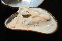 平端深海殼菜蛤藏品圖，第4張