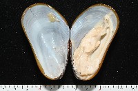 平端深海殼菜蛤藏品圖，第2張