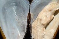 平端深海殼菜蛤藏品圖，第3張