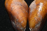 平端深海殼菜蛤藏品圖，第5張