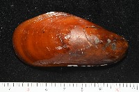 平端深海殼菜蛤藏品圖，第1張
