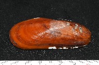 平端深海殼菜蛤藏品圖，第2張