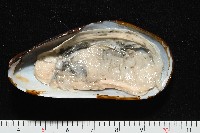平端深海殼菜蛤藏品圖，第3張