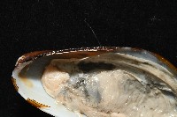 平端深海殼菜蛤藏品圖，第4張