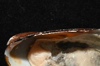 平端深海殼菜蛤藏品圖，第5張