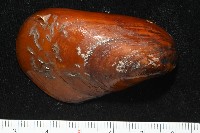 平端深海殼菜蛤藏品圖，第1張