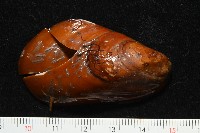 平端深海殼菜蛤藏品圖，第2張