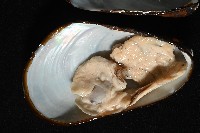 平端深海殼菜蛤藏品圖，第4張