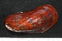 平端深海殼菜蛤藏品圖，第3張