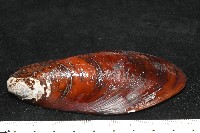 平端深海殼菜蛤藏品圖，第4張