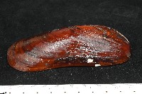平端深海殼菜蛤藏品圖，第5張