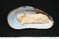 平端深海殼菜蛤藏品圖，第6張