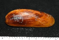 平端深海殼菜蛤藏品圖，第2張