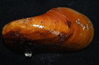 平端深海殼菜蛤藏品圖，第3張