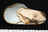 平端深海殼菜蛤藏品圖，第4張