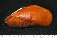 平端深海殼菜蛤藏品圖，第1張