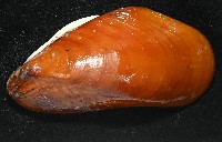平端深海殼菜蛤藏品圖，第2張