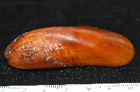 平端深海殼菜蛤藏品圖，第3張