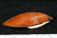 平端深海殼菜蛤藏品圖，第4張