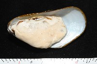 平端深海殼菜蛤藏品圖，第5張