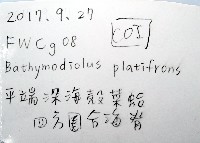 平端深海殼菜蛤藏品圖，第6張