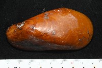 平端深海殼菜蛤藏品圖，第1張