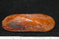 平端深海殼菜蛤藏品圖，第2張