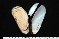 平端深海殼菜蛤藏品圖，第3張