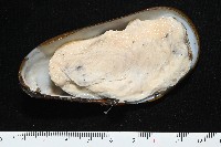 平端深海殼菜蛤藏品圖，第4張