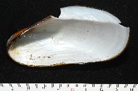 平端深海殼菜蛤藏品圖，第5張