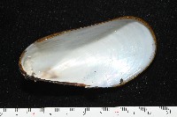 平端深海殼菜蛤藏品圖，第6張