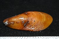 平端深海殼菜蛤藏品圖，第3張