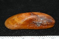 平端深海殼菜蛤藏品圖，第4張