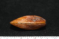 平端深海殼菜蛤藏品圖，第5張