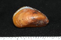 平端深海殼菜蛤藏品圖，第6張