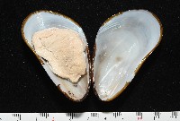 平端深海殼菜蛤藏品圖，第7張