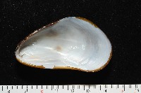 平端深海殼菜蛤藏品圖，第8張