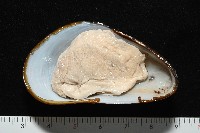 平端深海殼菜蛤藏品圖，第9張
