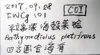 平端深海殼菜蛤藏品圖，第10張