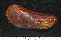 斧形深海殼菜蛤藏品圖，第1張