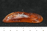 斧形深海殼菜蛤藏品圖，第2張
