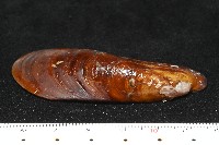 斧形深海殼菜蛤藏品圖，第3張