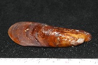 斧形深海殼菜蛤藏品圖，第4張