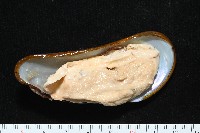 斧形深海殼菜蛤藏品圖，第5張