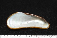 斧形深海殼菜蛤藏品圖，第6張