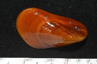 平端深海殼菜蛤藏品圖，第1張